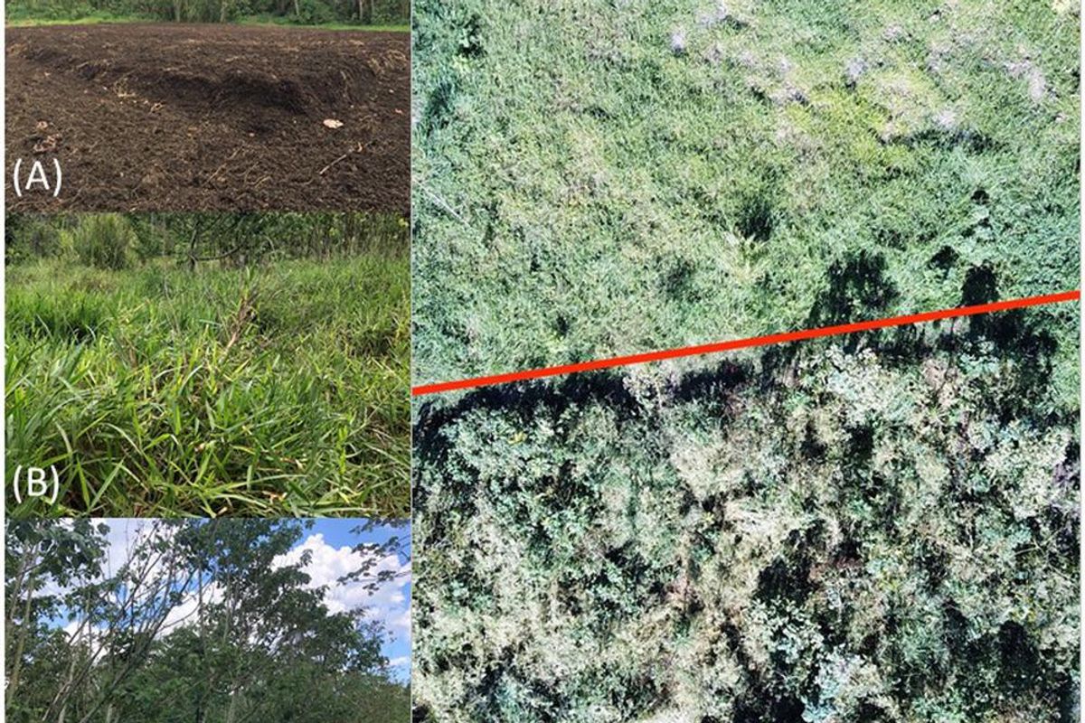 Researchers dumped tons of coffee waste into a forest. This is what it looks like now.