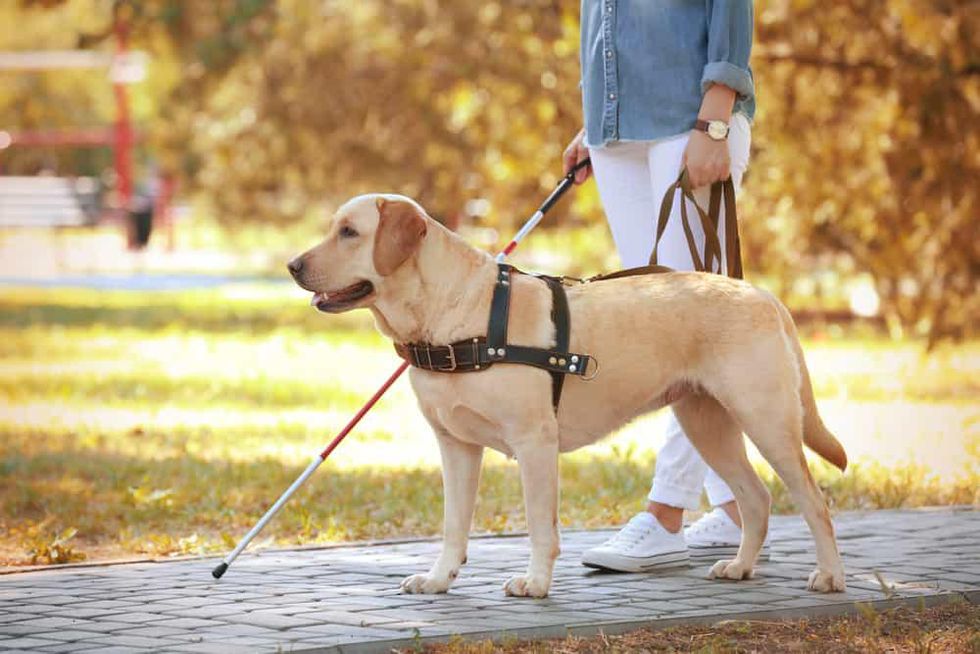 Felines Are Best As An Emotional Support Animal - 2021 Guide