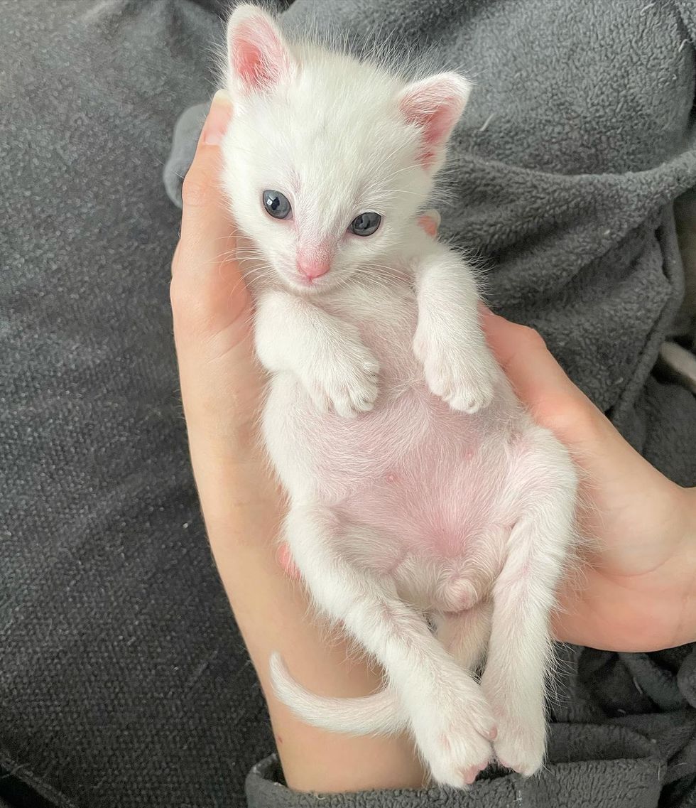 cute kitten, belly