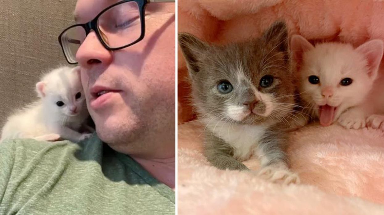 Kittens Drenched and Cold Brought Back from the Brink By Family that Never Gave Up on Them