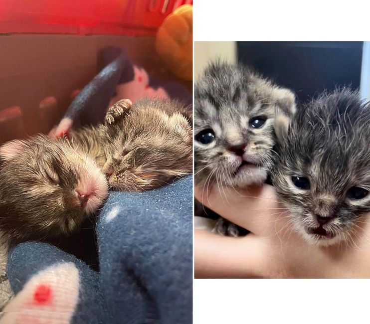 Kittens Left in Window Well on Freezing Day, Bounce Back Together Through Their Will and Help of Kind People - Love Meow Kittens Left in Window Well on Freezing Day, Bounce Back Together Through Their Will and Help of Kind People - Love Meow