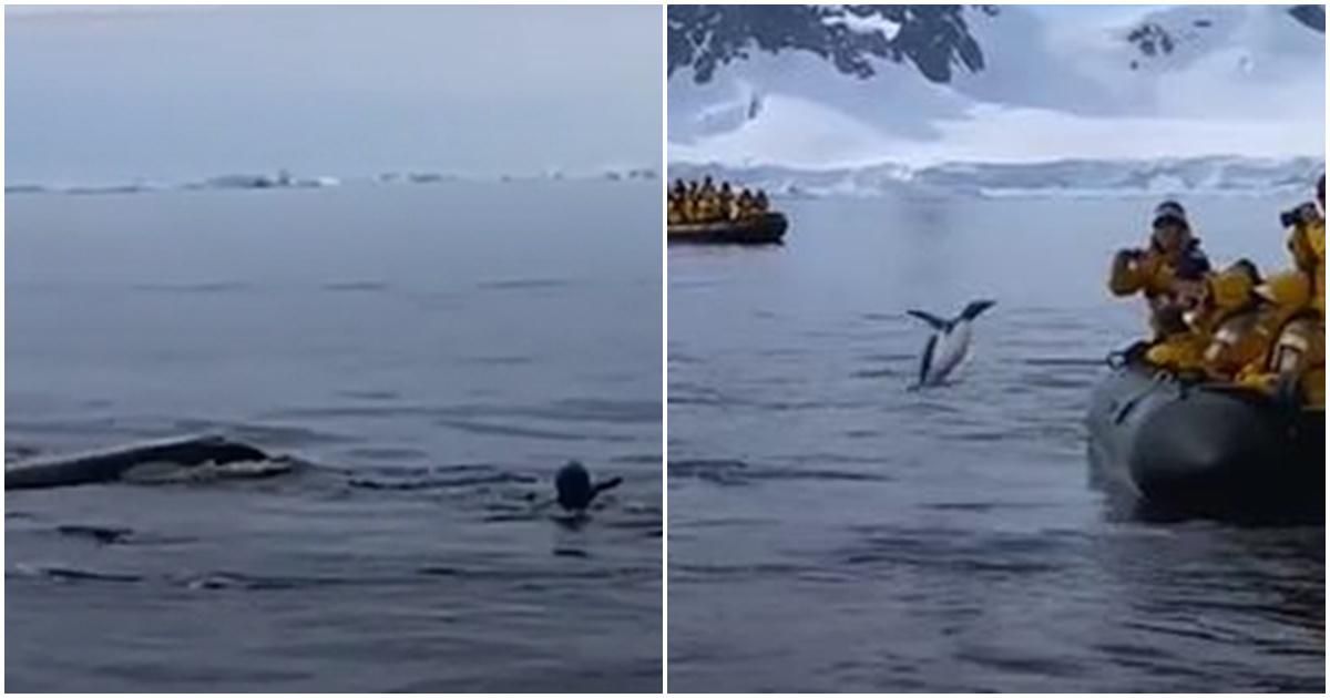 A brave penguin evades hungry killer whales by taking a last-chance leap of faith