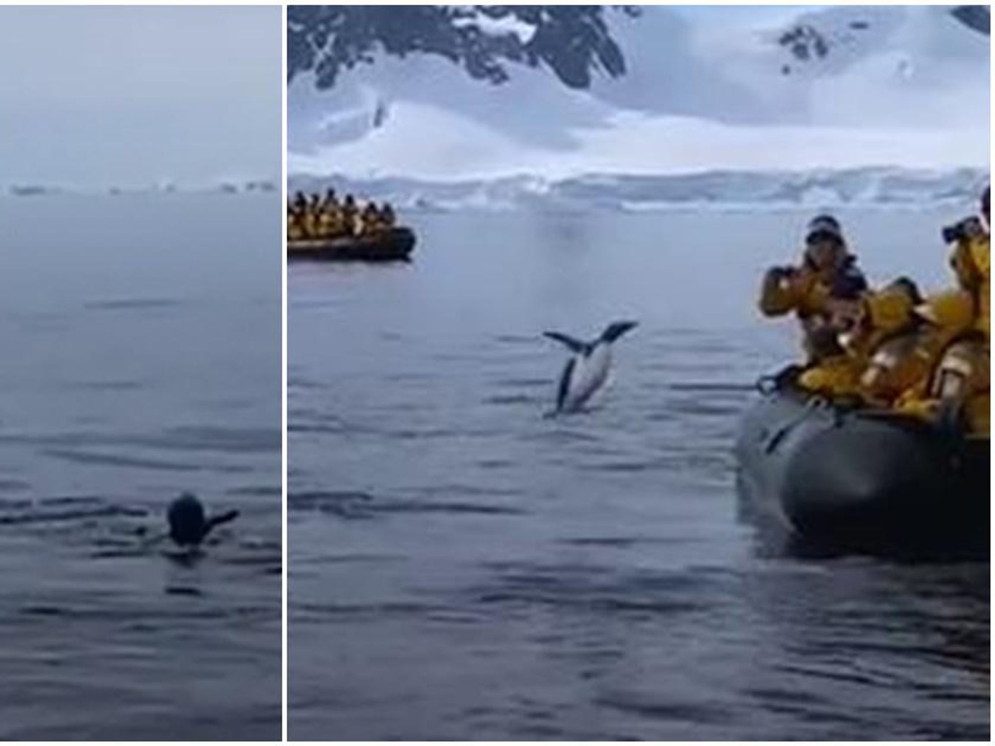 A brave penguin evades hungry killer whales by taking a last-chance leap of  faith