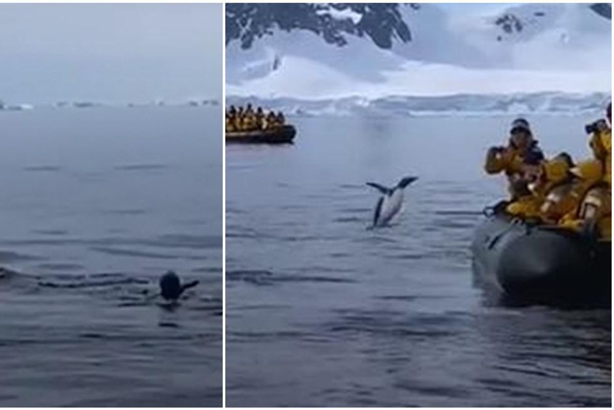 A brave penguin evades hungry killer whales by taking a last-chance leap of faith