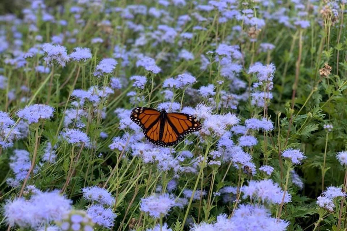 TxDOT registers miles of roadside land to help save monarchs