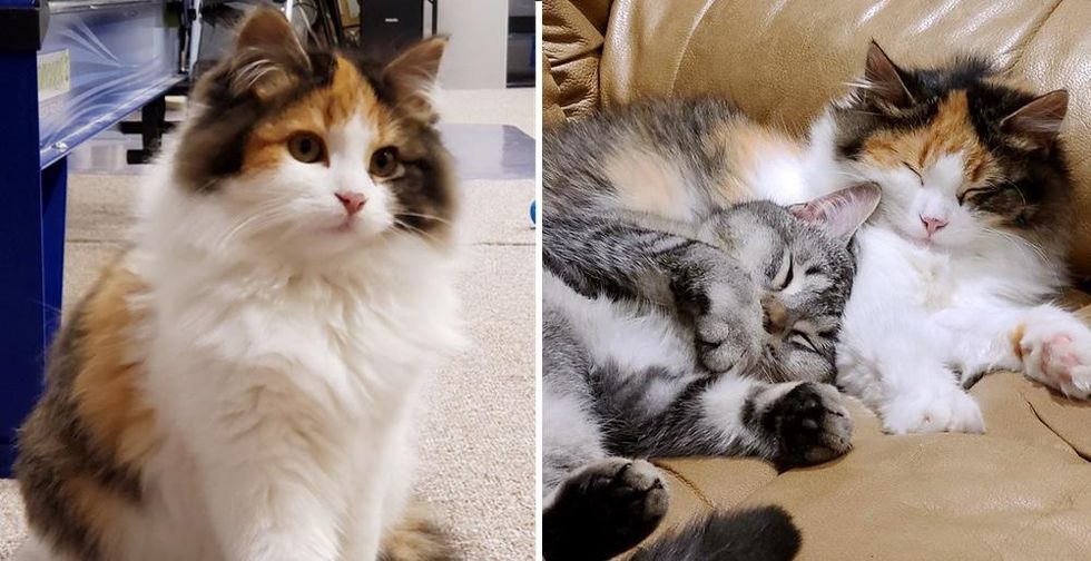Kittens Went Through Street Life Together, Now Help Each Other Be Brave and Transform