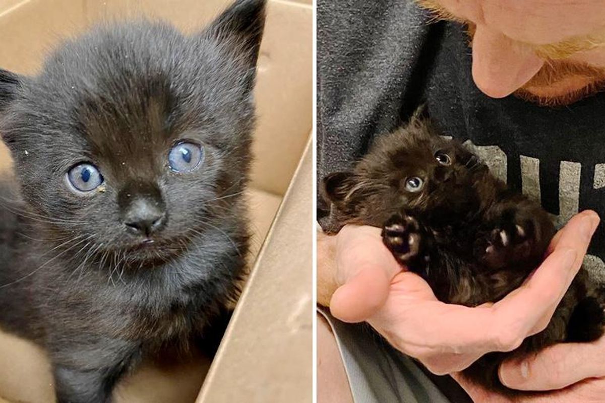 Kitten with Irresistible Face Finds Family to Cater to His Every Need After Being Found Alone