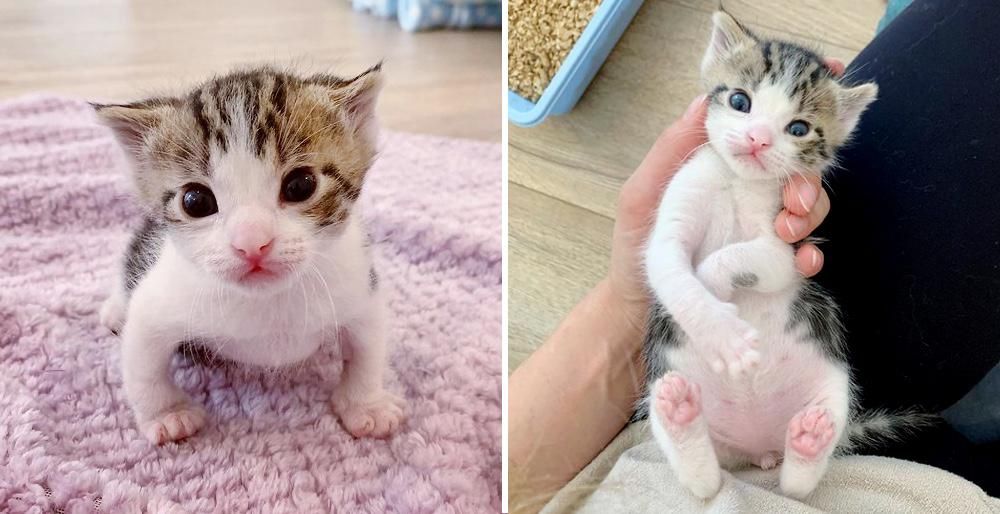 stuffed cat that meows and purrs