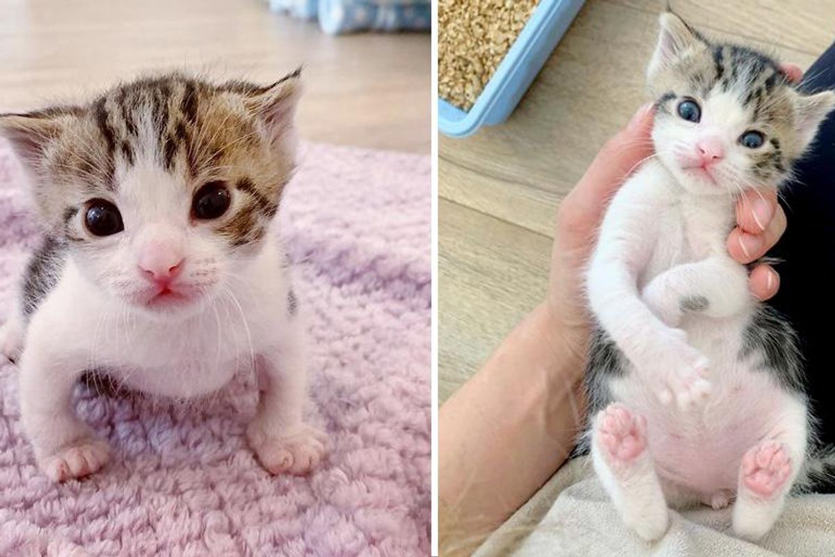 Kitten Found Outside in the Cold Just in Time, Transforms into Sweetest Purr Machine