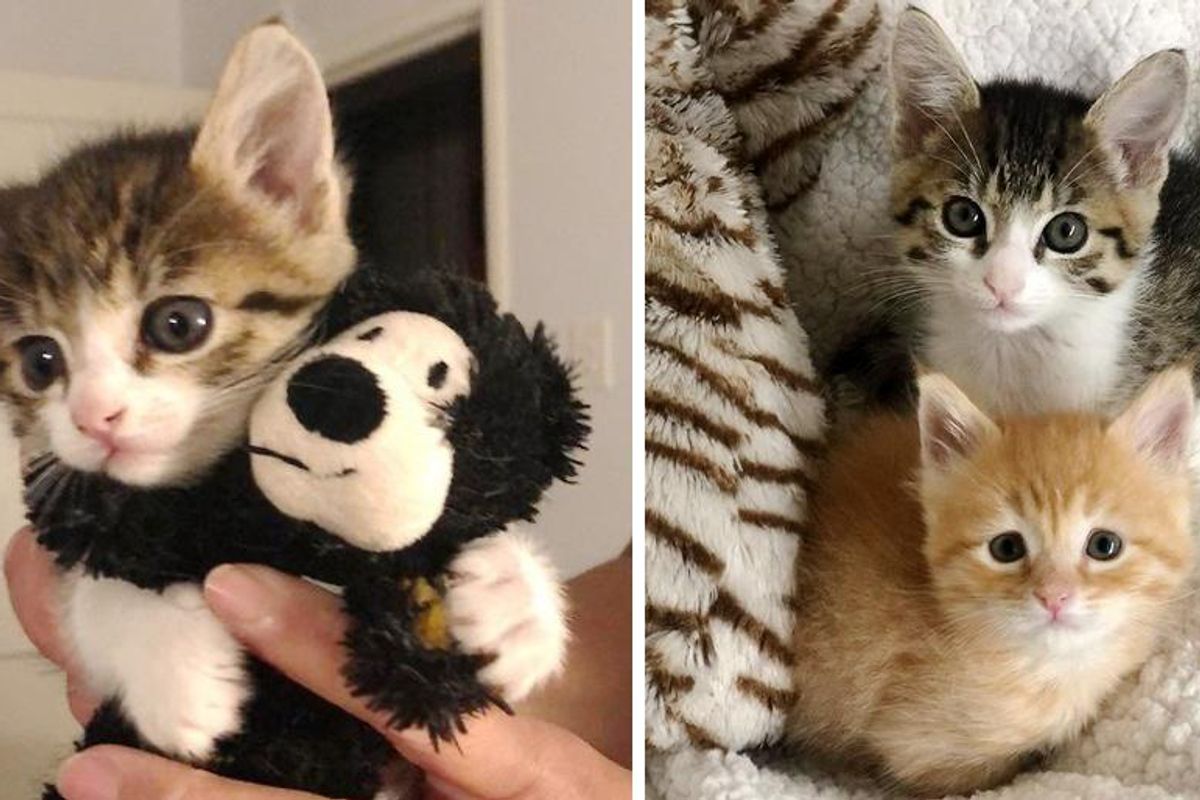 Kittens Found Separately as Orphans, Cross Paths and Become Bonded Friends