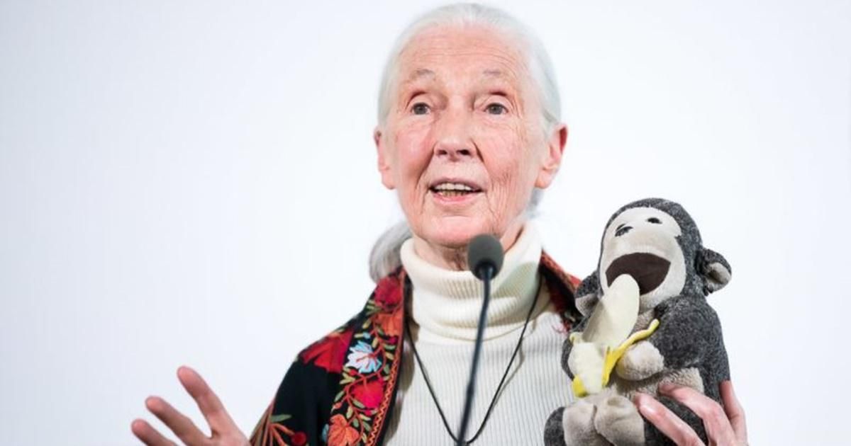 Jane goodall on sale stuffed monkey