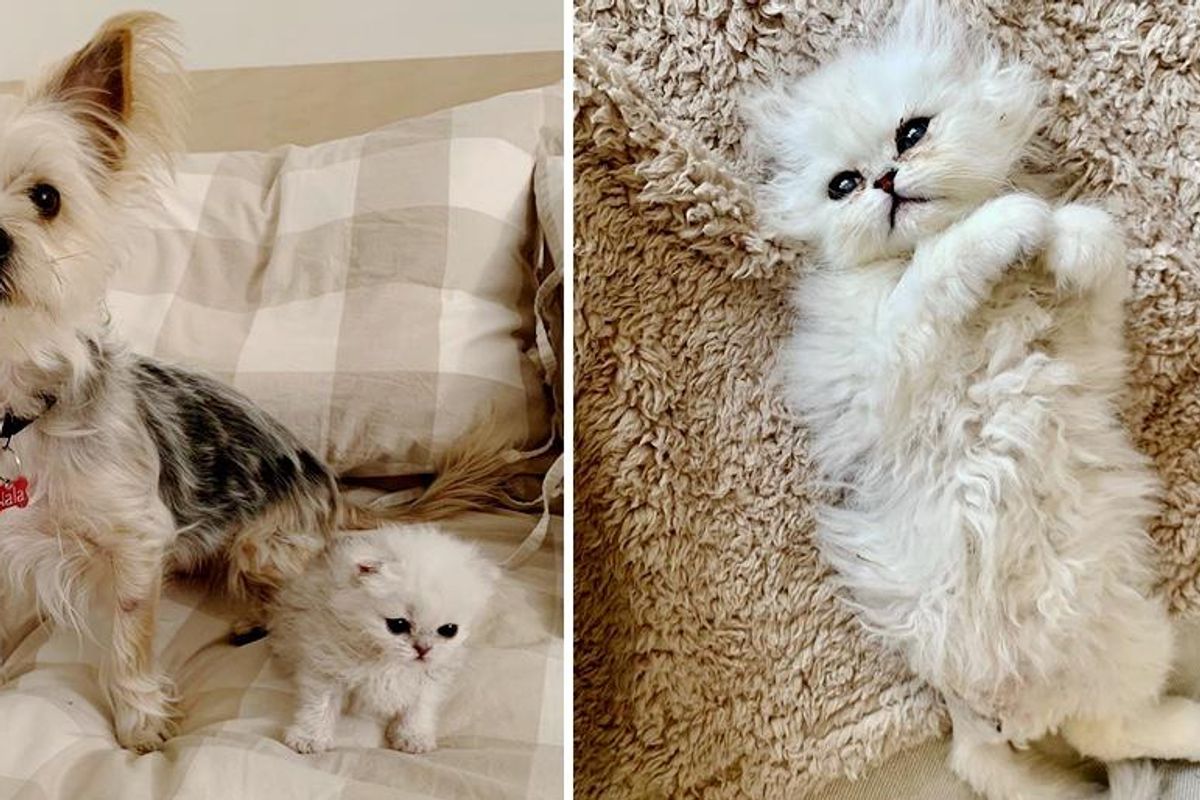Kitten with 3 Paws Shows Incredible Strength and Wins Over Vet Who Helped Turn His Life Around