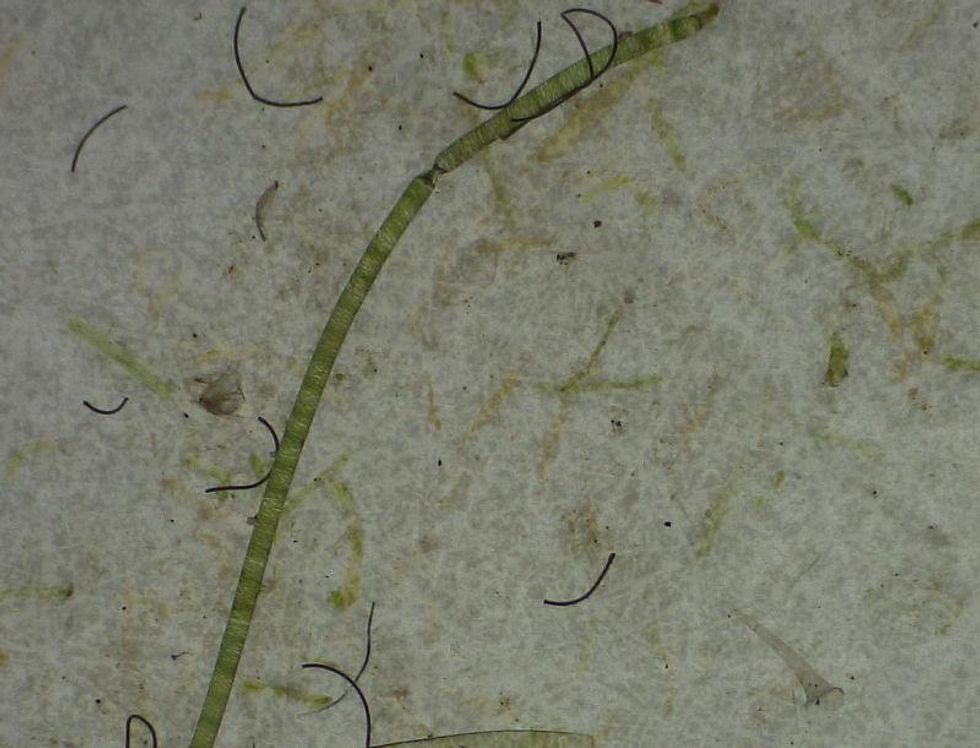 great lakes plastic algae