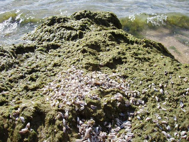 espécies invasoras de algas de grandes lagos