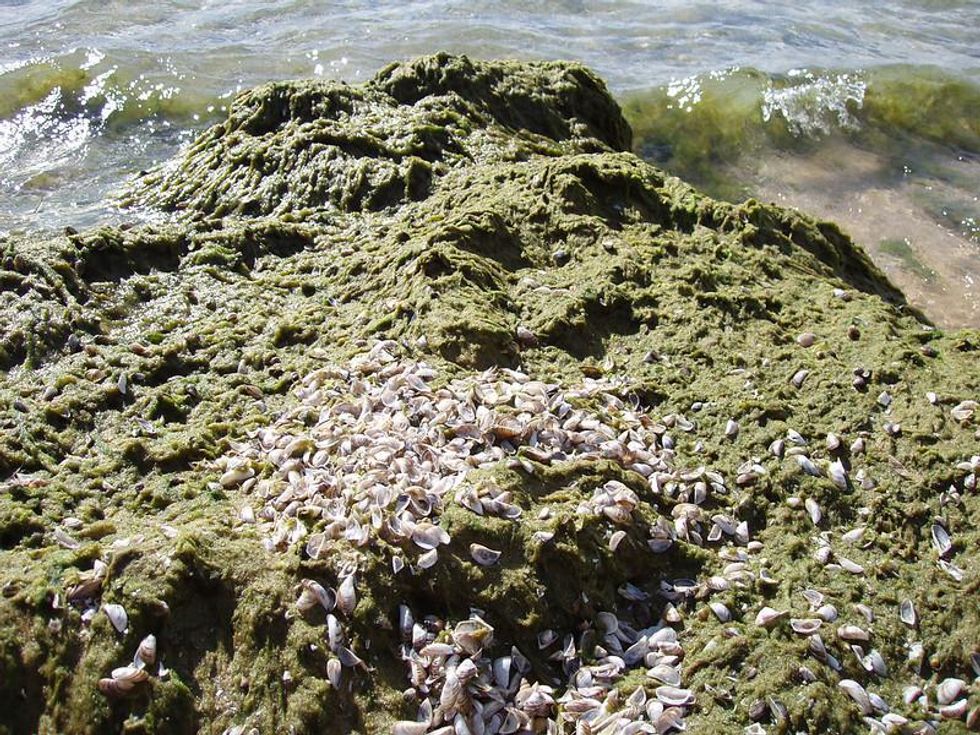 great lakes algae invasive species