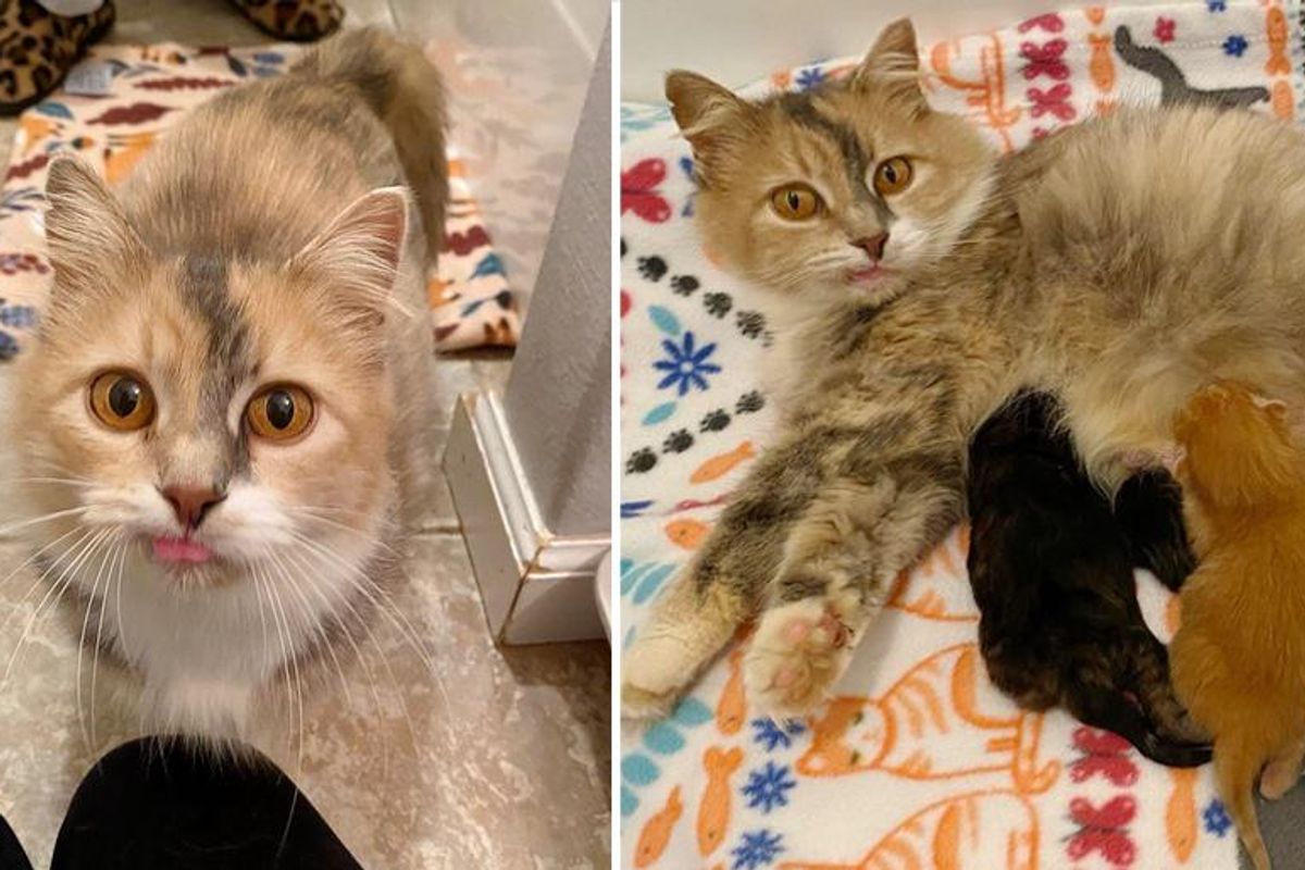 Cat with Sweet Smile Finds Help to Raise Her Kittens and Never Has to Wander the Streets Again