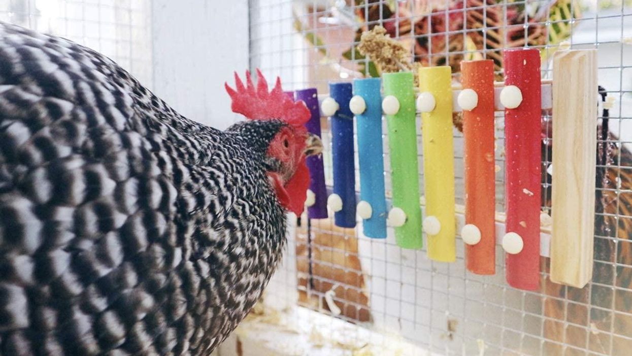 There's a xylophone for chickens because maybe your pet is a musical prodigy