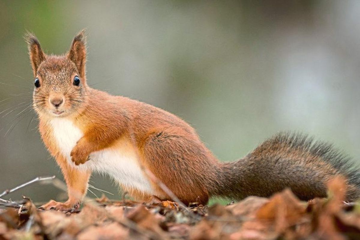 Not an April Fool's joke: Austin firefighters save squirrel from inside tree