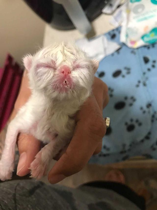 Kitten with Cutest Grandpa Face Determined to Win Everyone Over 