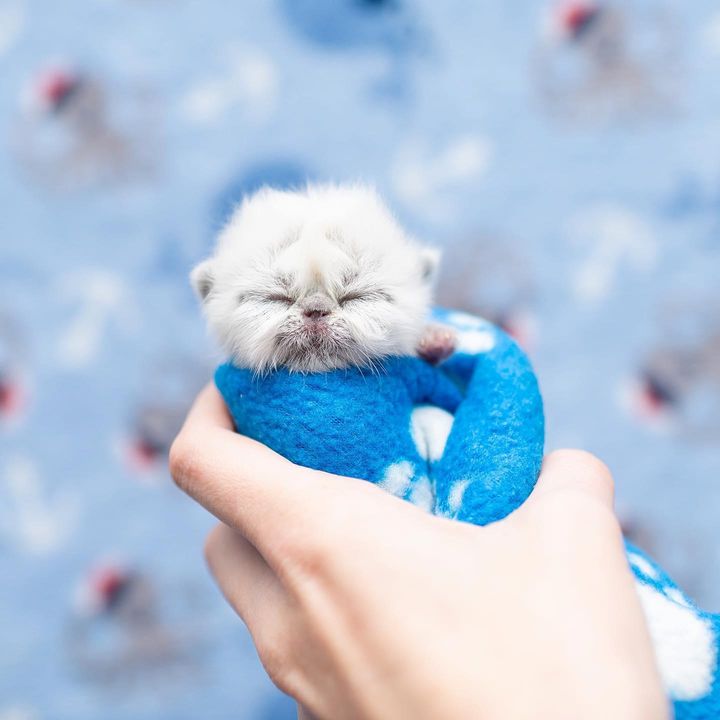 grandpa, purrito, Himalayan kitten