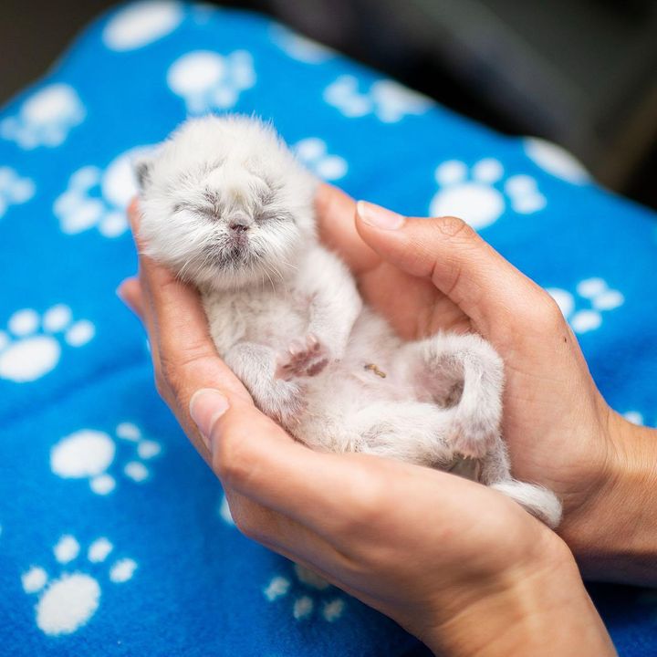 grandpa, cat, kitten, Himalayan kitten