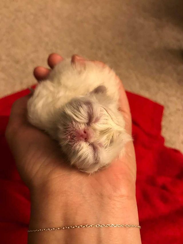 Kitten with Cutest Grandpa Face Determined to Win Everyone Over 