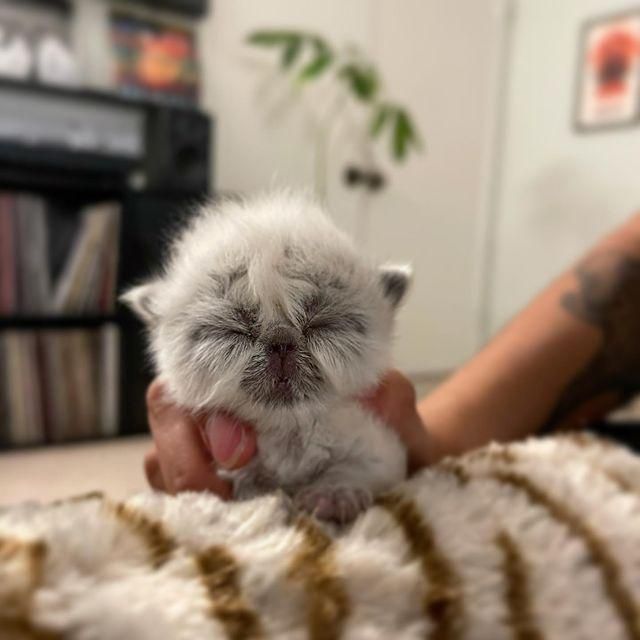 Kitten with Cutest Grandpa Face Determined to Win Everyone Over 