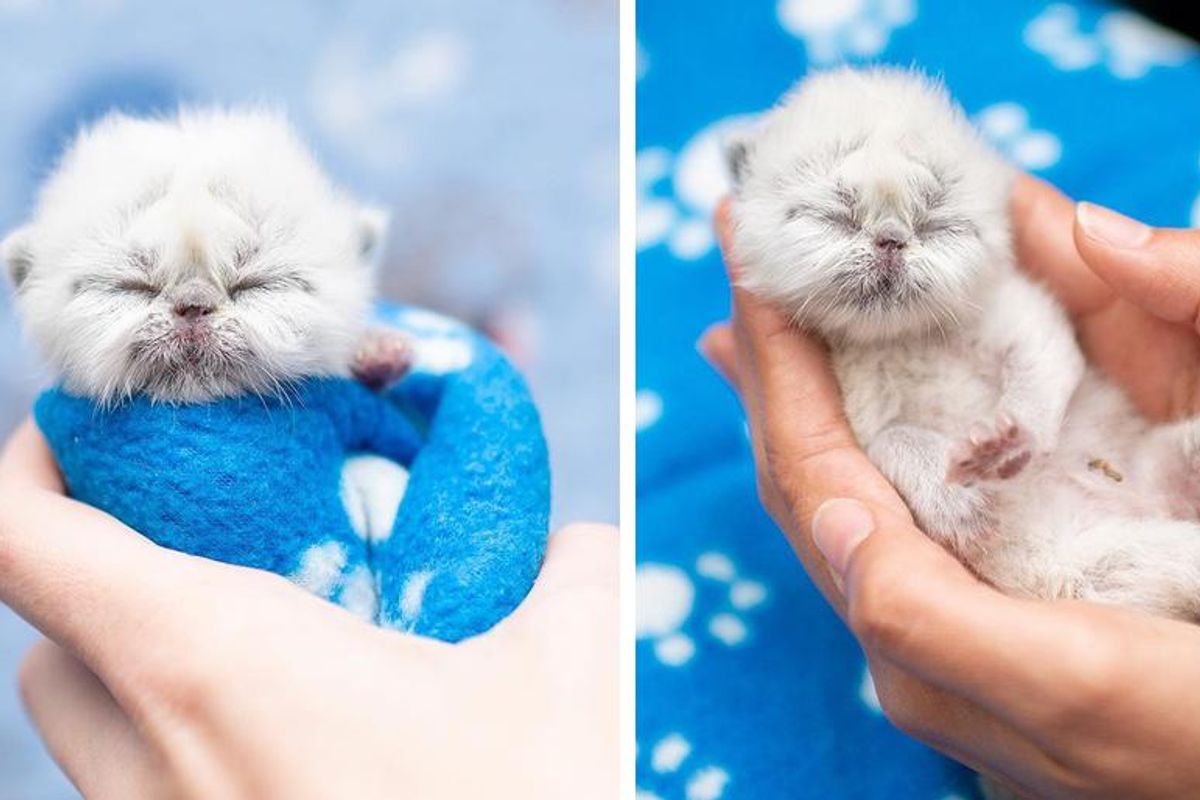 Kitten with Cutest Grandpa Face Determined to Win Everyone Over with His Charm