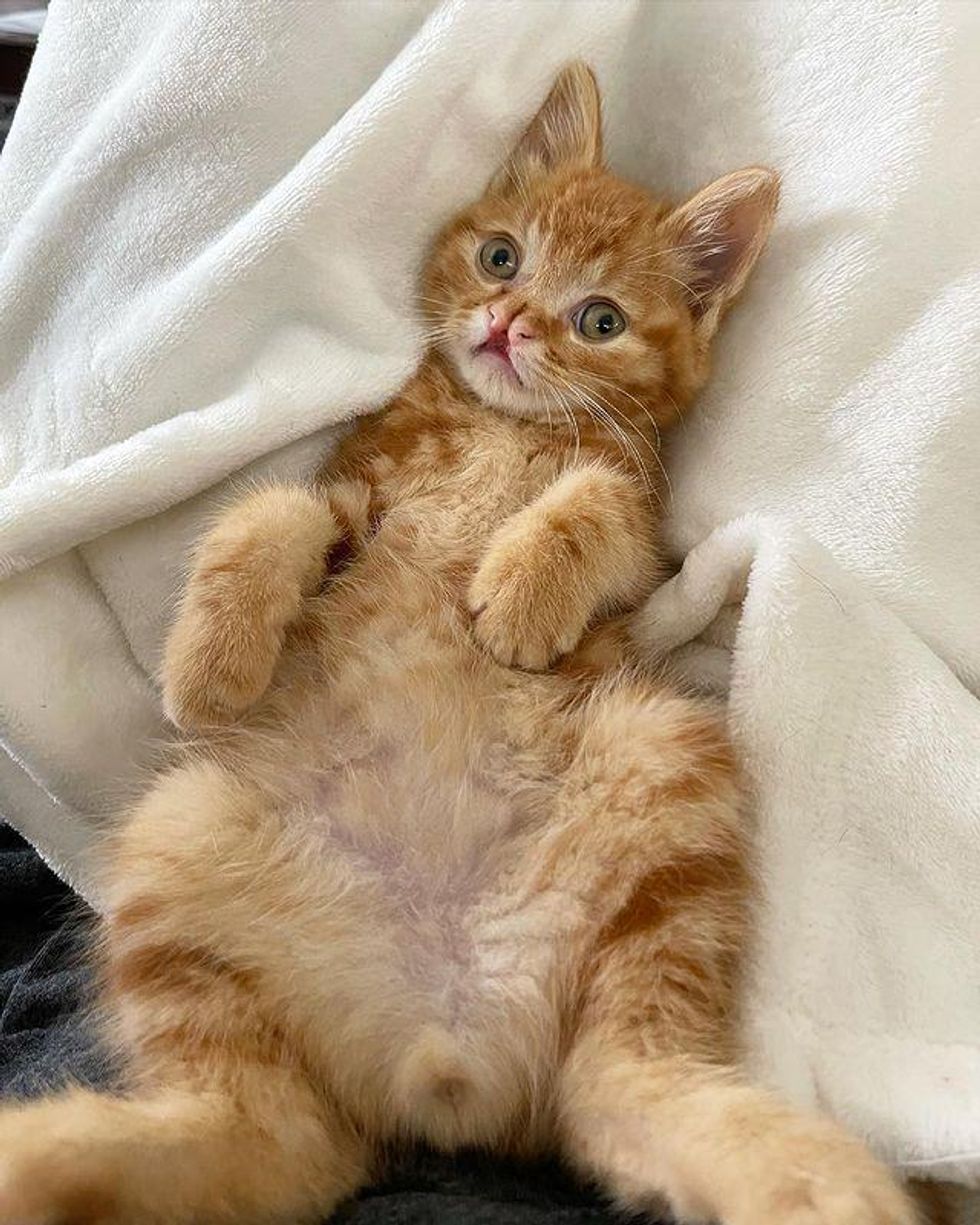 orange tabby, cleft lip, theodore