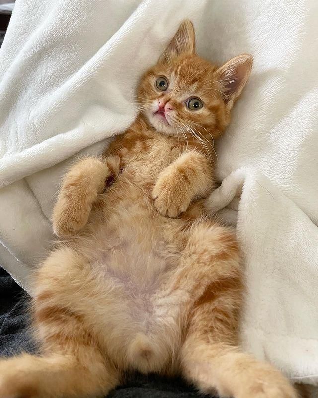 orange tabby, cleft lip, theodore