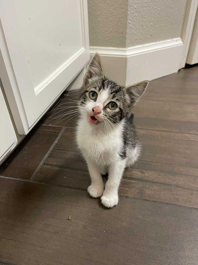 kitten, smile, tiny