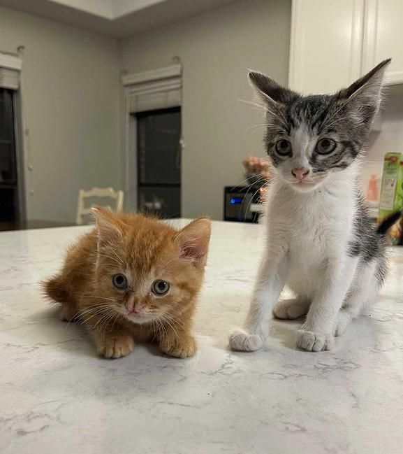 cleft lip, best friends, kittens, orange tabby