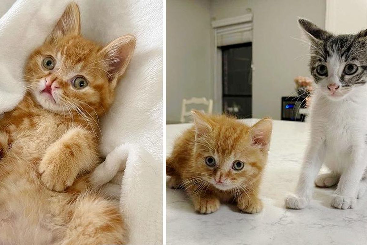 Kitten Can't Contain His Excitement After Being Found, Now Has Perfect Companion He Always Wanted