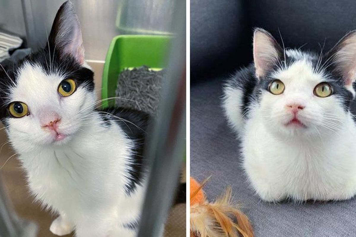They Thought This Kitten Couldn't Walk but He Surprised Everyone When Woman Took a Chance on Him