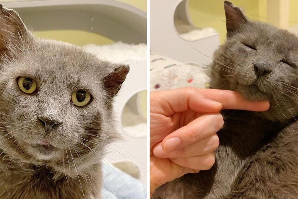 Cat with "Tough Guy Look" Turns Out to Be the Sweetest Teddy Bear