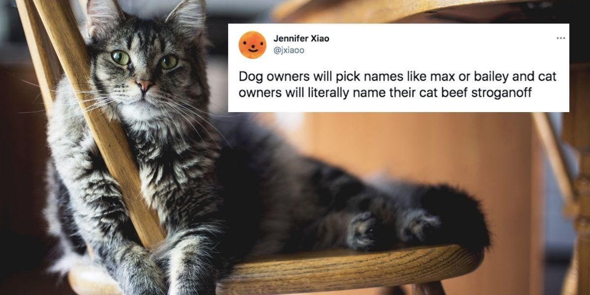 Bong Water Parking Lot And Cruchwrap Supreme People Are Sharing Their Hilarious Cat Names Upworthy