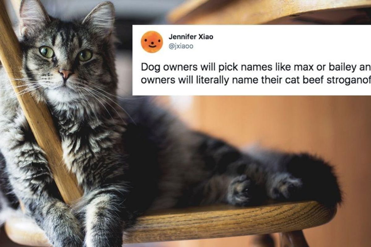 Bong Water, Parking Lot and Cruchwrap Supreme. People are sharing their hilarious cat names.