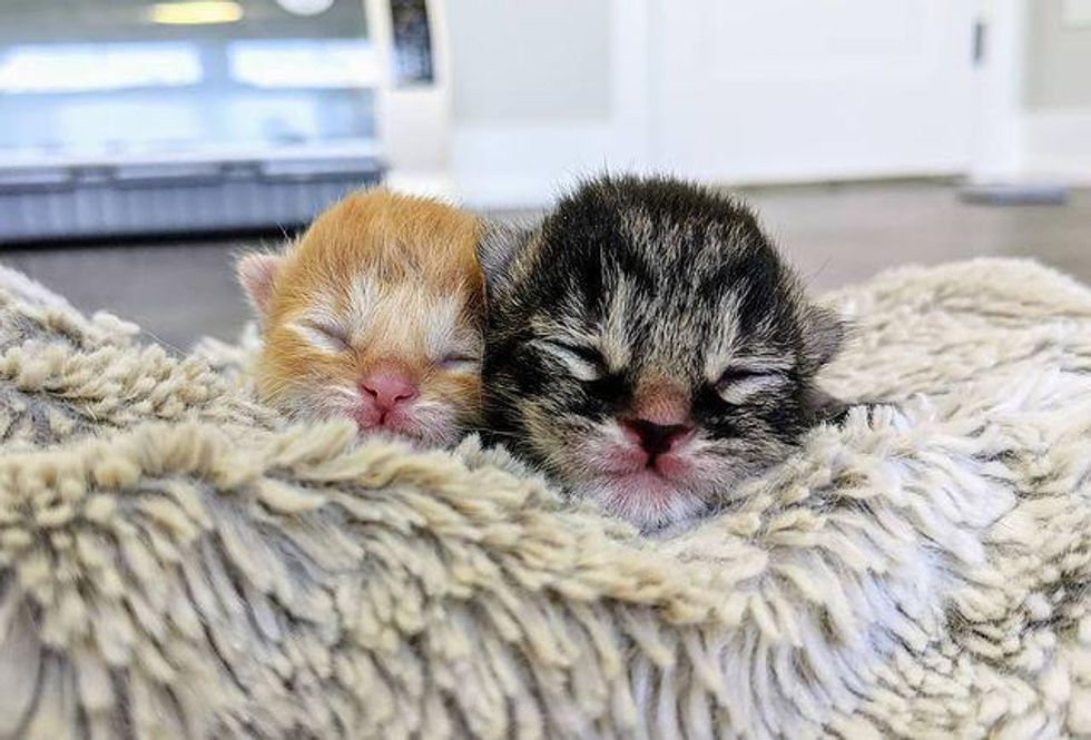 Kitten Reunited with His Sibling Who Was Born 3 Days Apart, They Help ...