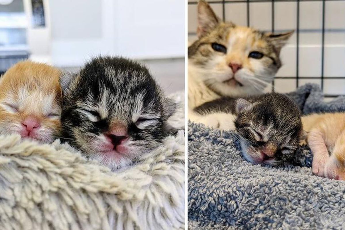 Kitten Reunited with His Sibling Who Was Born 3 Days Apart, They Help Each Other Thrive