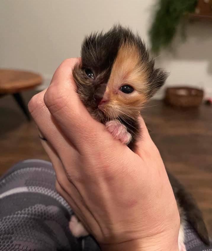 chimera cat, two-faced, kitten