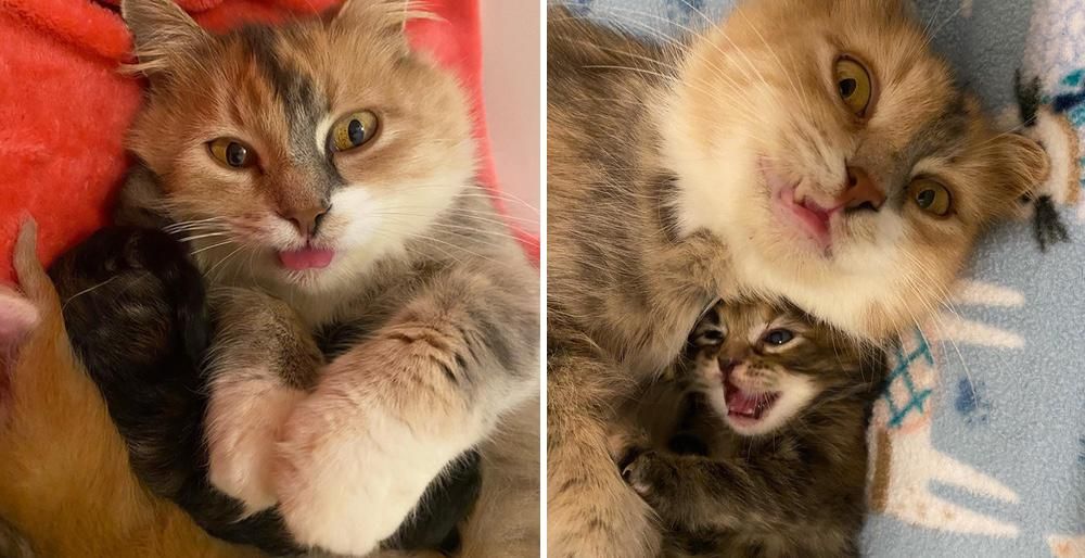 Cat is So Happy that Her Kittens Will Never Have to Spend Another Day on  the Streets