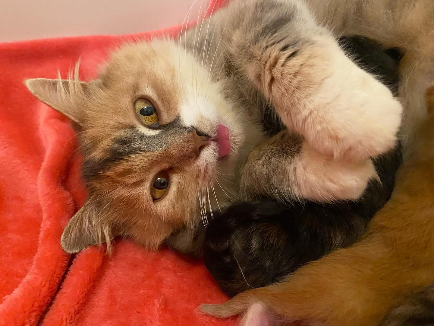 Cat is So Happy that Her Kittens Will Never Have to Spend Another 