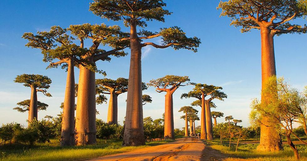 Avenue of Baobabs \u200b