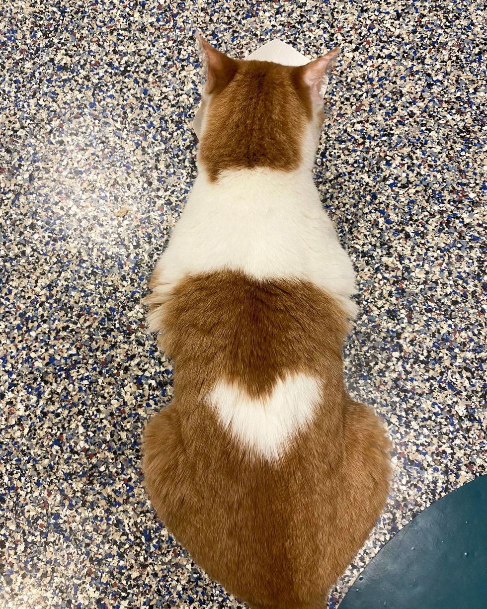 Cat Who Wears A Perfectly Shaped Heart On His Back Is Looking For Family To Love Love Meow Cat Who Wears A Perfectly Shaped Heart On His Back Is Looking For Family To Love Love Meow