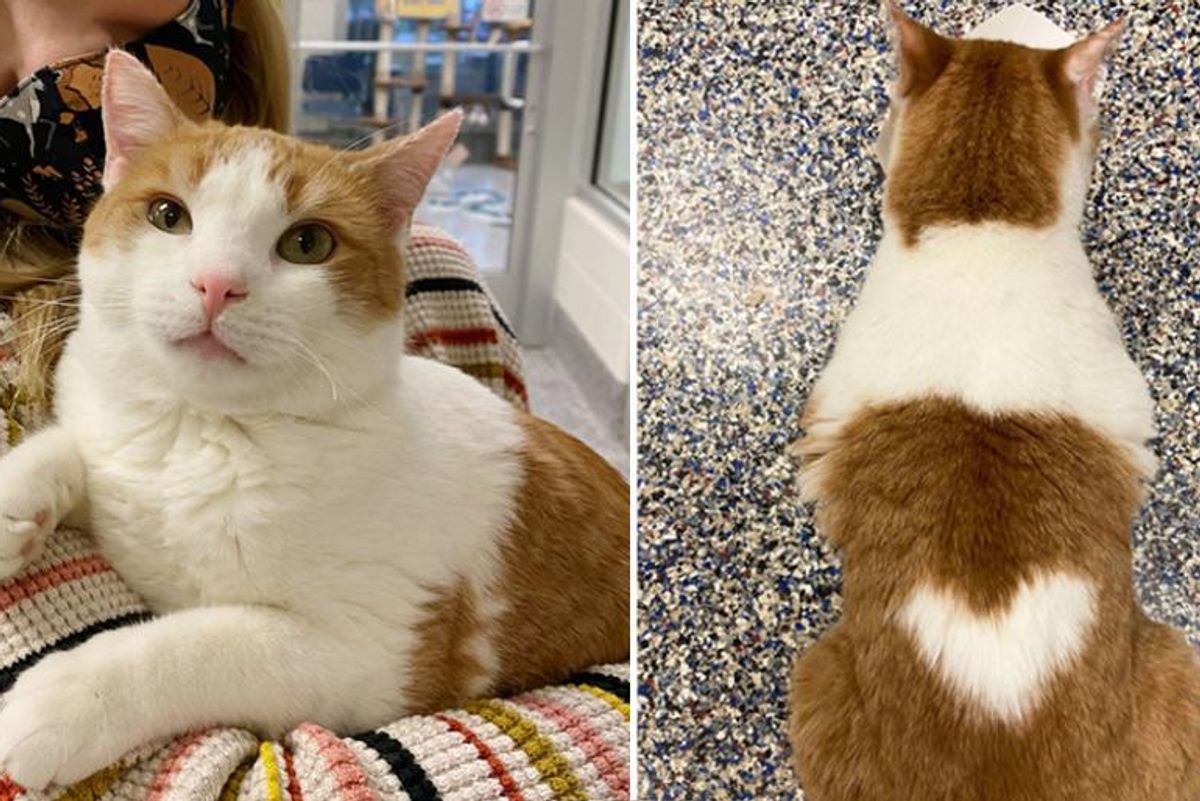 Cat Who Wears a Perfectly Shaped Heart on His Back, is Looking for Family to Love