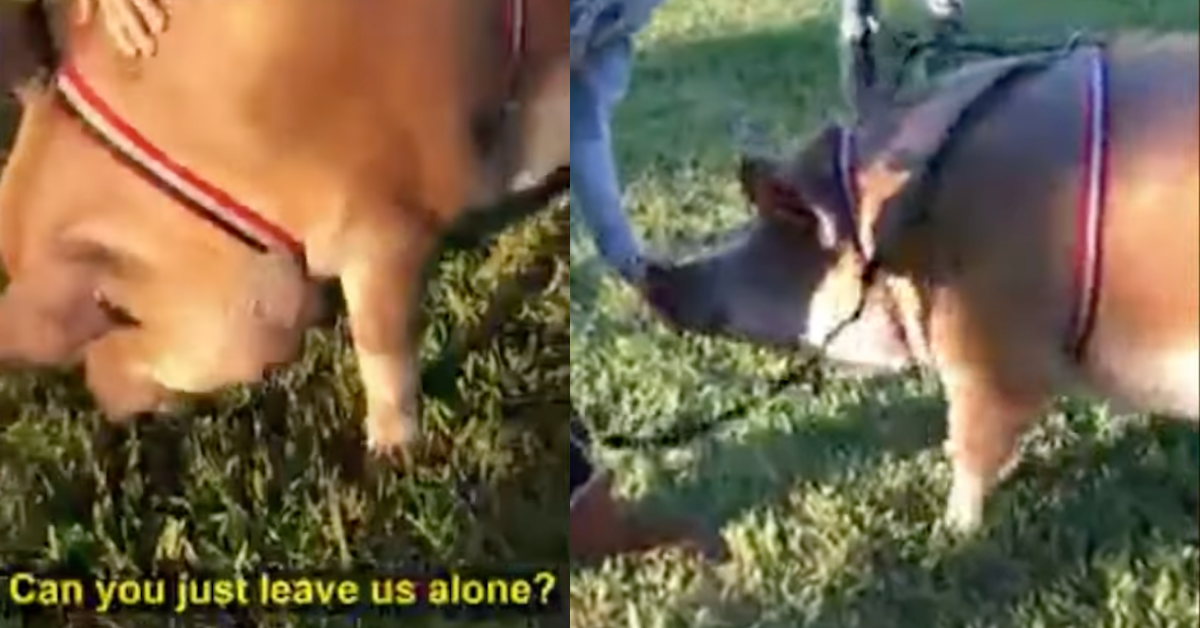 Woman Melts Down And Threatens To Call HOA Over Neighbor's 'Huge' Emotional Support Pig
