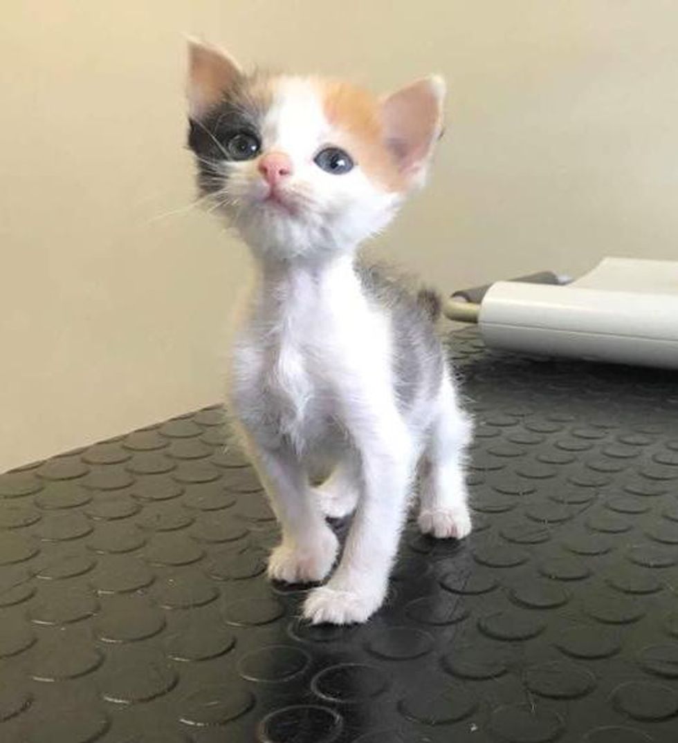 Kitten With Small Body But Strong Will To Live Transforms Into Gorgeous Calico Cat Love Meow