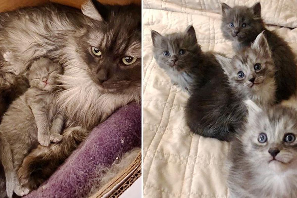 Woman Drives 10 Hours to Help a Cat and Ends Up Rescuing Her Kittens Just in Time