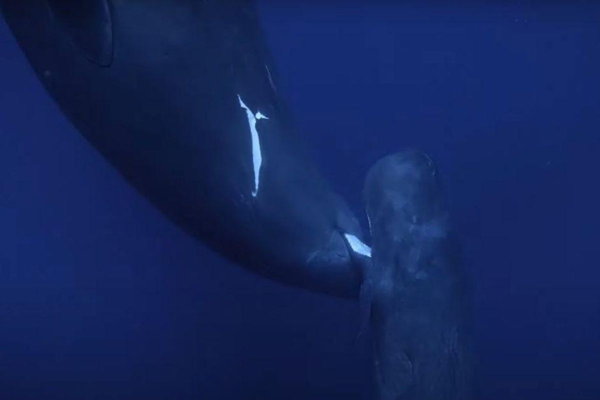 Here's the first ever footage of a baby sperm whale nursing from its mother