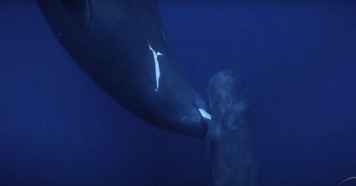 Here's the first ever footage of a baby sperm whale nursing from its mother